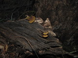 Simocybe centunculus var. centunculus image