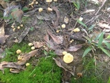 Cantharellus tabernensis image