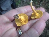Cantharellus tabernensis image