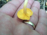 Cantharellus tabernensis image