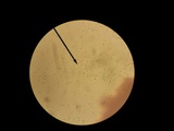 Pleurotus dryinus image
