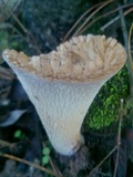 Gomphus kauffmanii image