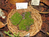 Punctularia atropurpurascens image