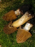 Verpa bohemica image