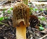 Verpa bohemica image