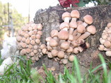 Armillaria solidipes image