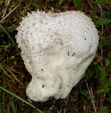 Calvatia lloydii image