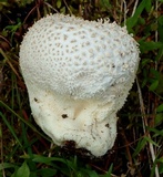 Calvatia lloydii image