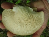 Pleurotus populinus image