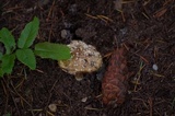 Amanita farinosa image
