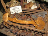 Battarrea phalloides image