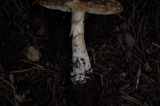 Amanita farinosa image