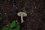Amanita farinosa image