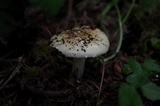Amanita farinosa image
