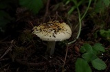 Amanita farinosa image
