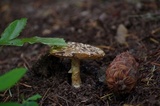 Amanita farinosa image