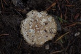 Amanita farinosa image