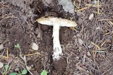 Amanita farinosa image