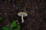 Amanita farinosa image