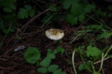 Amanita farinosa image