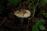Amanita farinosa image