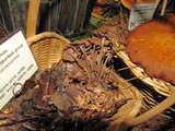 Gymnopus villosipes image