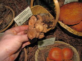 Gymnopus villosipes image