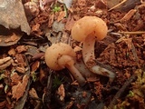 Pachycudonia monticola image