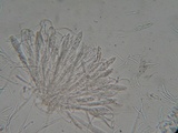 Pachycudonia monticola image
