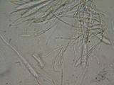 Pachycudonia monticola image