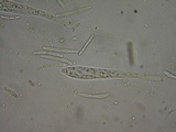Pachycudonia monticola image