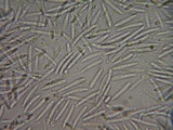Pachycudonia monticola image