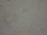 Pachycudonia monticola image