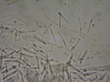 Pachycudonia monticola image