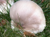 Agaricus californicus image
