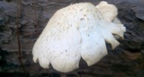 Lentinus squarrosulus image