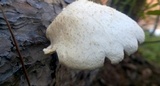 Lentinus squarrosulus image