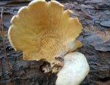 Lentinus squarrosulus image