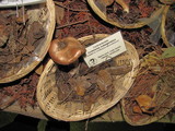Cortinarius argenteopileatus image