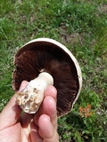 Agaricus arvensis image