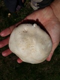 Agaricus arvensis image