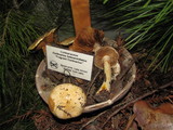 Cortinarius albofragrans image