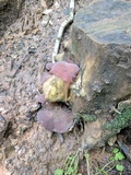 Auricularia fuscosuccinea image