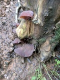 Auricularia fuscosuccinea image