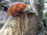 Auricularia fuscosuccinea image