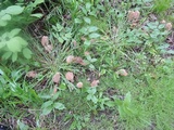 Morchella americana image