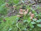 Morchella americana image