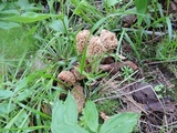Morchella americana image