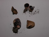 Scleroderma laeve image