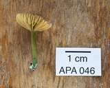 Entoloma incanum image